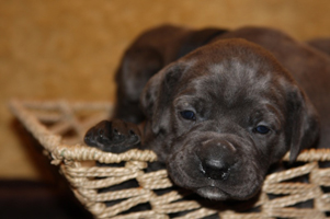 Old World Cane Corso Puppy